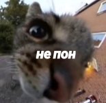 не пон.jpg