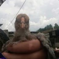 kenzo_Inferno