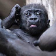 Gorilla_Gorilovich