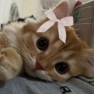 Sanua_Borisov