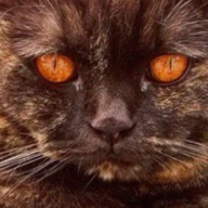 Ярослав кухтенко Леонидов