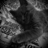 Maxim_Olegov