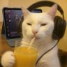 Nikita_Grisin