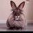 sanek_ga